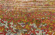 Primavera colorida - Marli Pereira Oliveira Primavera colorida - Marli Pereira Oliveira